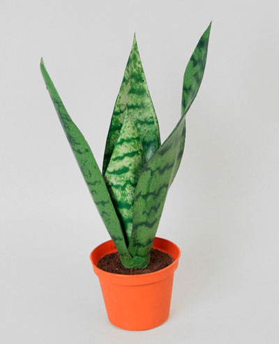 5740 Mother-in-Law’s Tongue 32cm